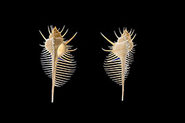 维纳斯骨螺贝壳由于高度的演化而变成奇形怪状，水管变得很长，而且以食肉为主。它的外形极像一只鱼刺生在体外的鱼，但它却是希腊神话中，爱神维纳斯用来梳理秀发的“梳子”。