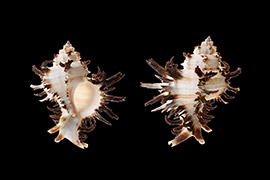 莴苣骨螺壳体菱形，壳表面通常具雕刻饰、结节突起，壳口卵圆形，多旋。它是大自然神奇的杰作，奇特的外形酷似莴苣，因此人们形象的称之为“莴苣骨螺”。