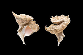 玛娃花仙螺贝壳壳薄，螺塔高而尖，体层大，前水管沟长度中等。壳表黄白色或灰色，有粉红色或淡褐色的斑纹。其外形酷似花朵，因此人们形象的称之为“玛娃花仙螺”。