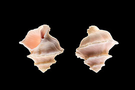 梦幻花仙螺贝壳壳薄，螺塔高而尖，体层大，前水管沟长度中等。壳表黄白色或灰色，有粉红色或淡褐色的斑纹。它们的名字就是贝壳爱好者们对它们喜爱的最好写照，梦幻的名字，梦幻的海螺。