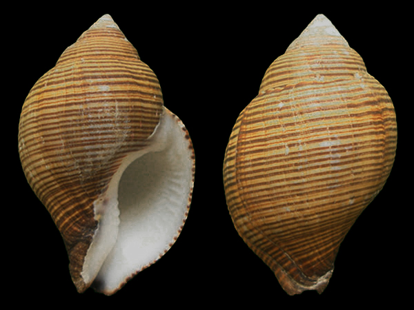 贝壳中大型，坚固，前水管沟长。壳表有后的轴肋和螺旋雕刻，通常有柔软光滑的壳皮覆盖。壳口卵形。外唇没有增厚，在内壁有螺旋纹。
