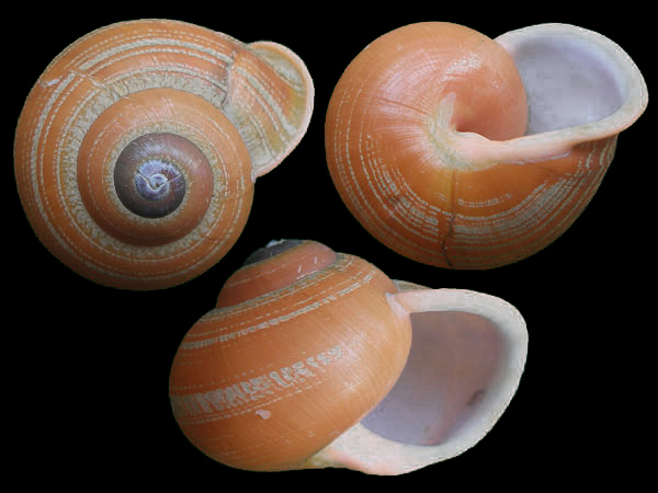 大多具有发达的贝壳，也有一些种类贝壳退化或缺，头部有触角2对，可以翻转缩入，前触角作嗅觉用，后触角顶端有眼柄
