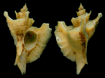 贝壳中型，最先的螺层为稍有规则的螺旋，而以后的螺层逐渐松散开来。螺管（螺层）的肩部有沟状构造，或小孔排列。口盖圆形，在其周围有长的棘刺形成。
