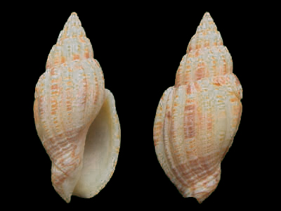 贝壳中型，螺塔通常高，壳厚。壳表平滑或具纵肋，但少有螺旋雕刻。壳口宽阔，内部到轴唇覆盖著硬皮且有轴襞。
