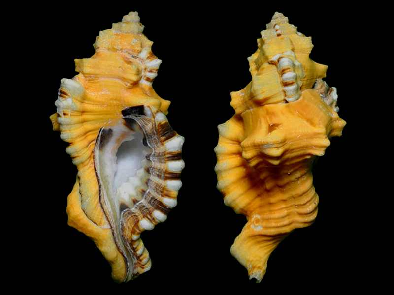 贝壳大型，黄橙色，有发达的粗瘤和纵胀肋，壳口上方有黑斑，胎壳大呈褐色，与后生壳有明显的区别。螺旋肋明显，偶尔有小块。壳皮厚，外唇内壁和轴唇壁有摺叠或小突起
