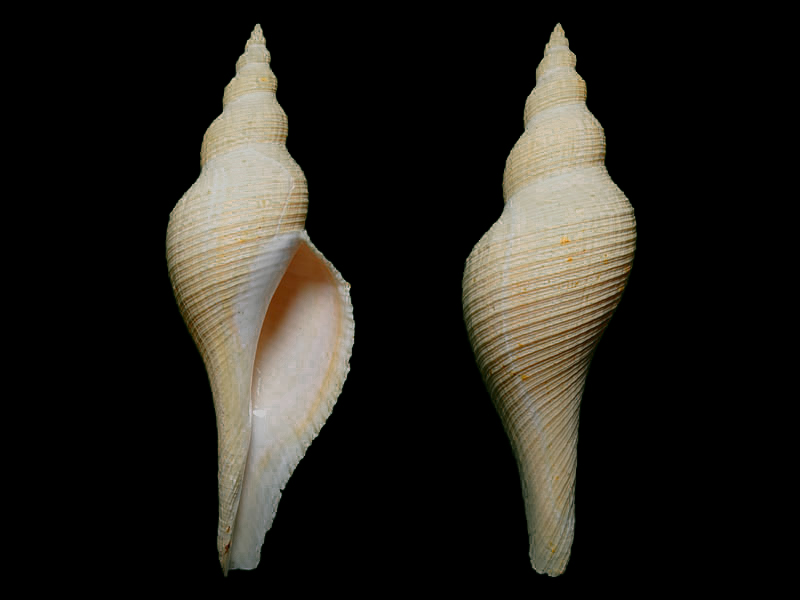 体型相当细长，整体呈长双锥形，有八个螺层左右，在壳顶的第一个螺层甚小为胎壳，以下逐渐增大而以体螺层最大，体螺层长度达壳全长的2/3。
