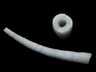 壳的直径由后向前逐渐加大，并向腹面弯曲，因此成象牙形或喇叭形
