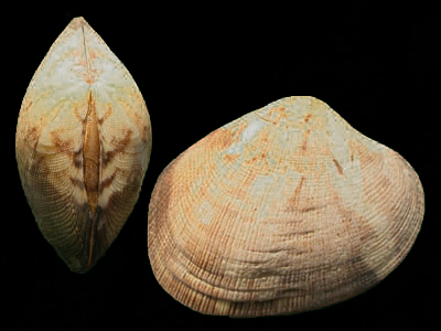 壳坚固，壳瓣左右相等；两侧不等，壳顶的喙位于前半部分；外形略呈椭圆形。
