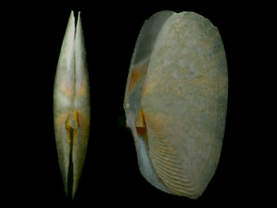 贝壳中型，前后长椭圆形。后端截断状。韧带筒状。壳表平滑，常有放射肋和倾斜不对称的雕刻。
